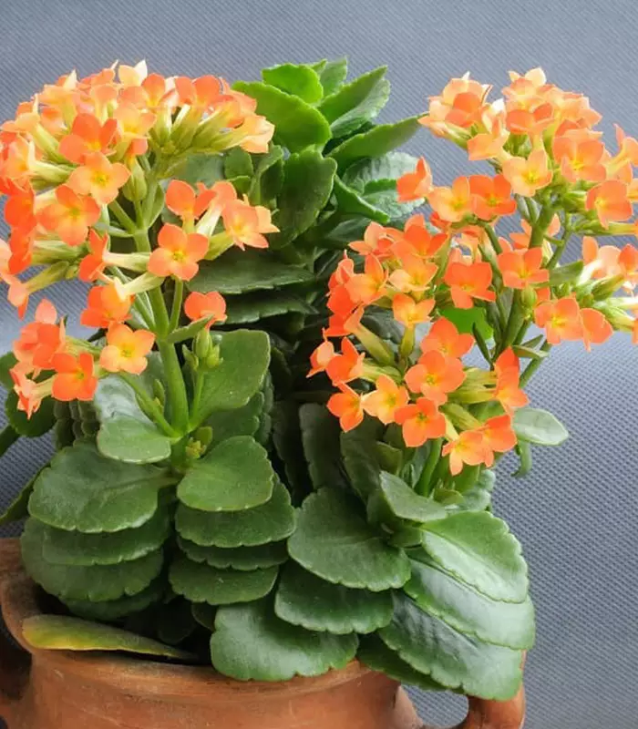 kalanchoe-3