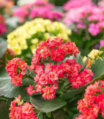 kalanchoe-8