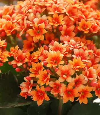 kalanchoe-9